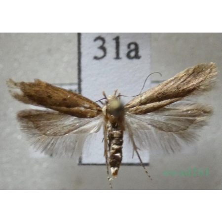 Bryotropha terrella (Denis & Schiffermüller, 1775) Czech31a